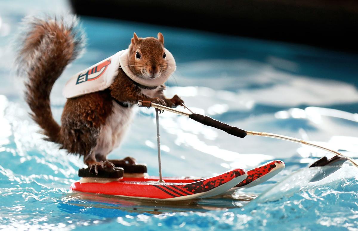 Twiggy the WaterSkiing Squirrel attracts fans at the Nebraska State