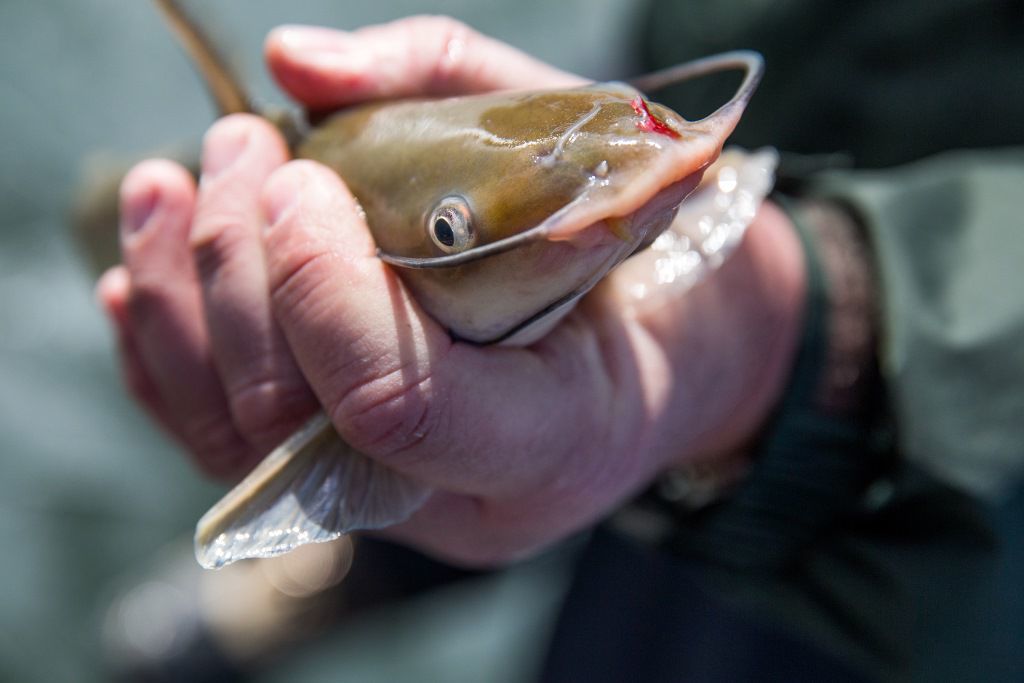 Five tips for catching catfish this summer