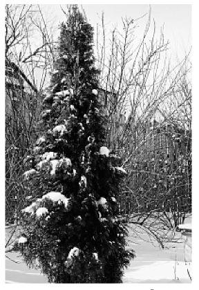 Signs Of Winter Burn No Reason To Cut Evergreens Articles Omaha Com