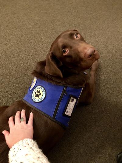 Creighton University cocoa therapy dog 2 -- sponsored content