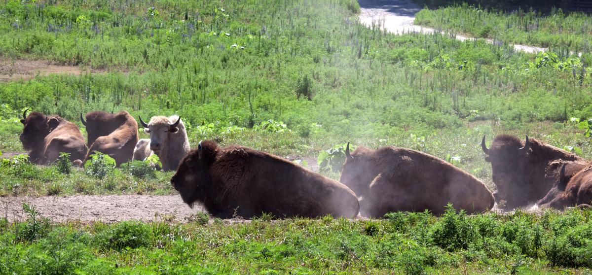 Omaha zoo's safari park in Ashland opens Saturday | Henry Doorly Zoo