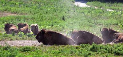 Omaha Zoo S Safari Park In Ashland Opens Saay Henry Doorly Ashland Safari Park