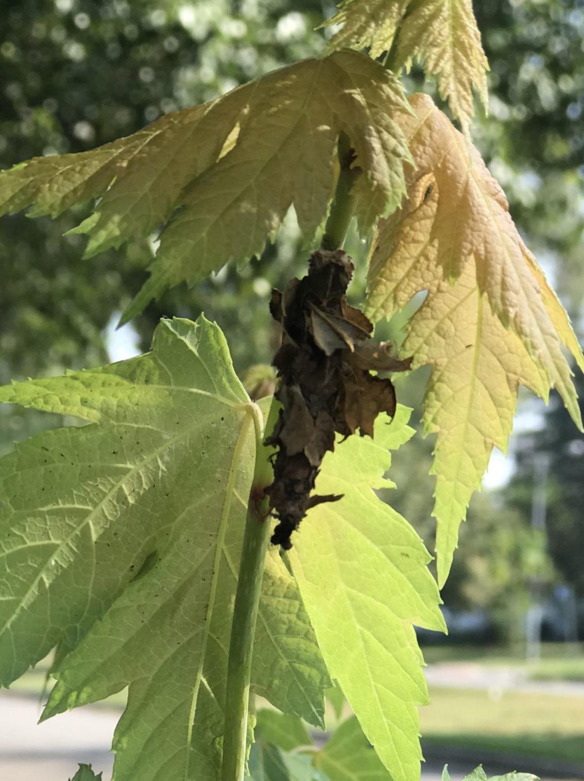 Infestation Of Unsightly Bagworms Troubles Omaha Area Homeowners
