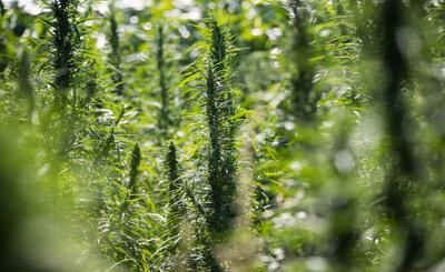 Hemp (copy) (copy) (copy)