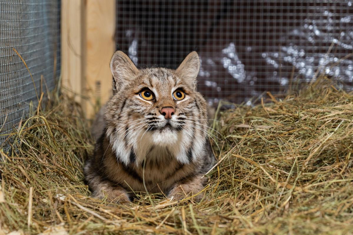 New $4.75 million Nebraska wildlife rehab center will help injured