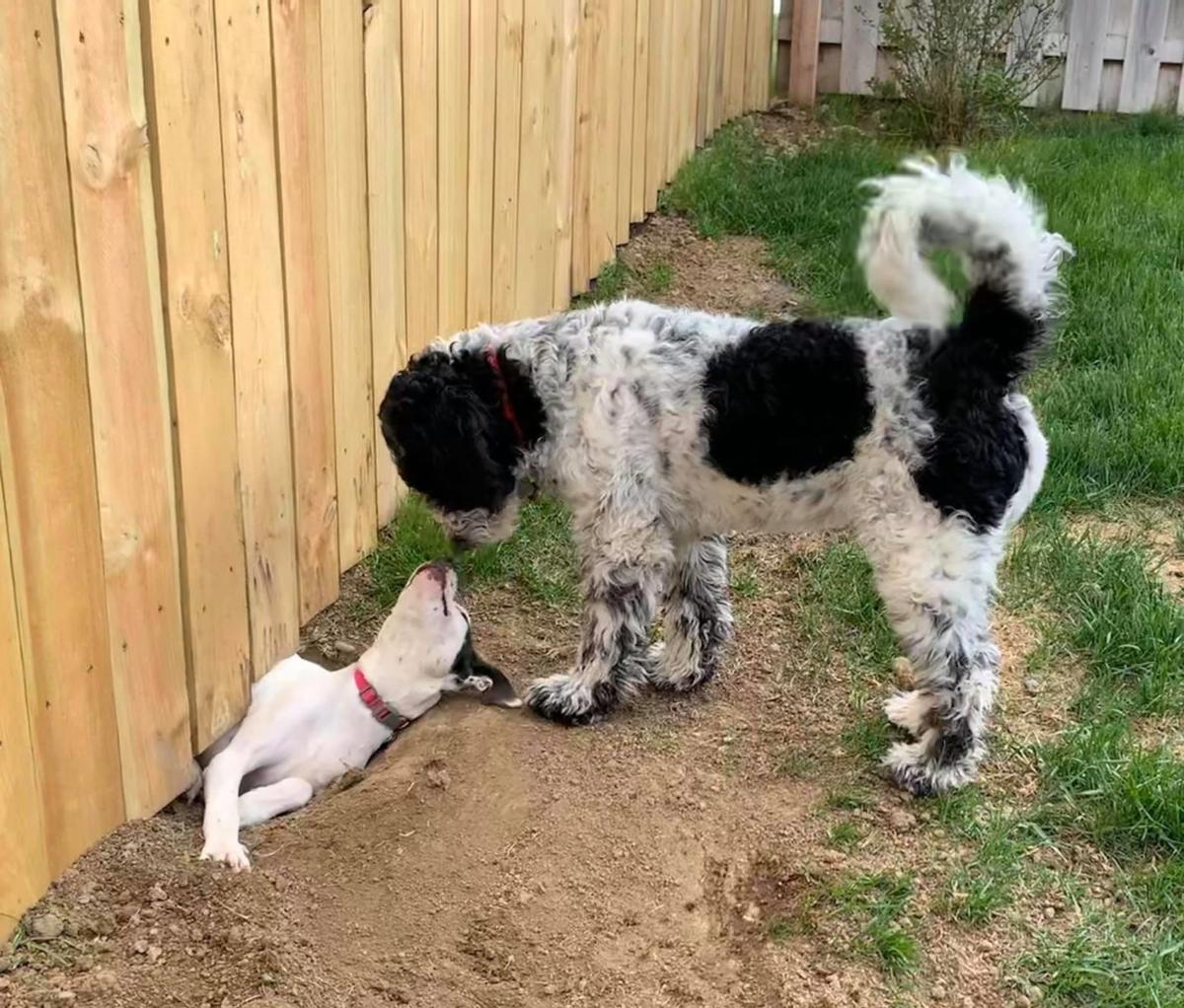 Dog S Adventures Bring Joy To Omaha Family During Coronavirus