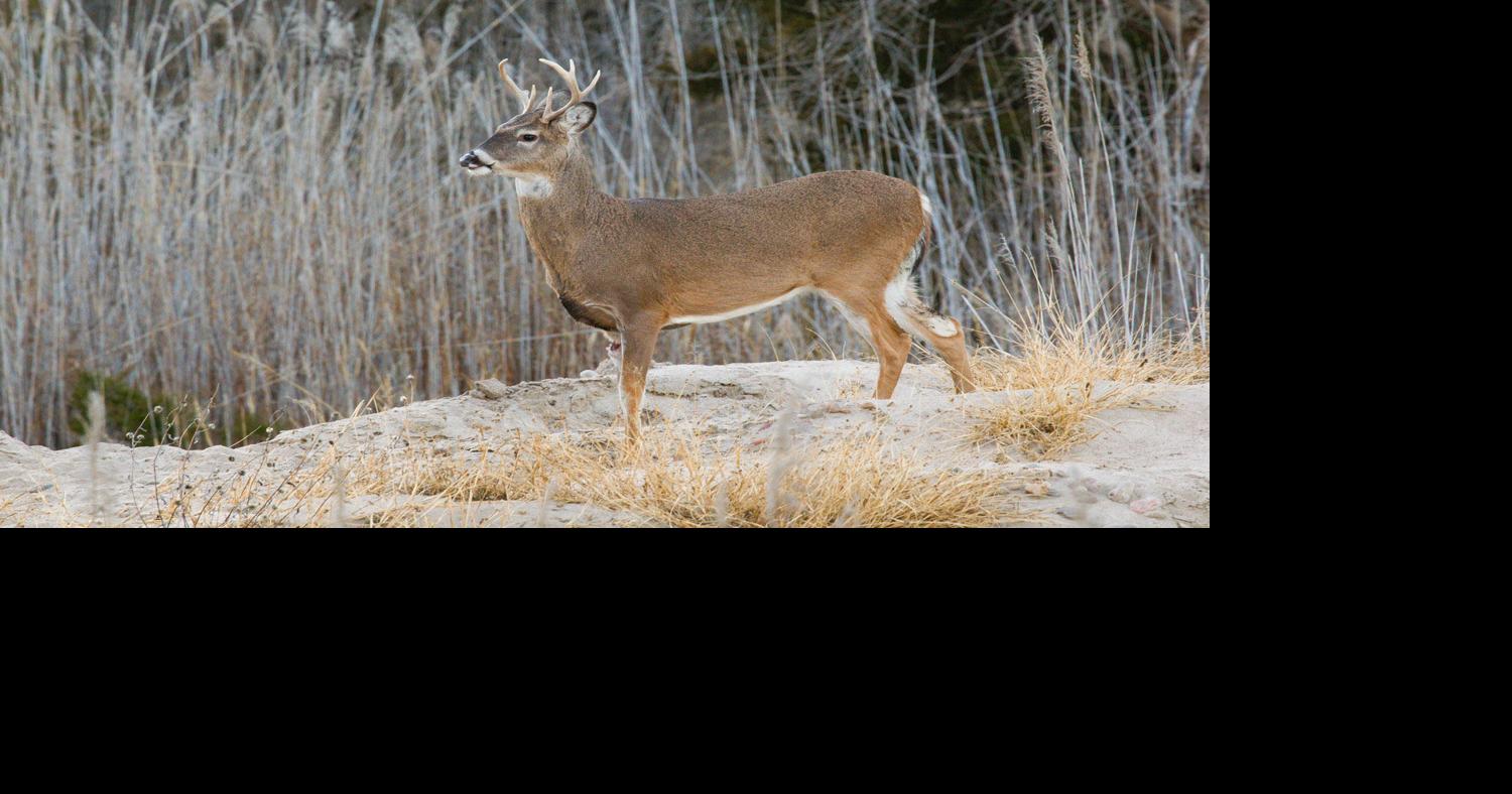 Fewer hunting permits for some species in Nebraska after big game ...