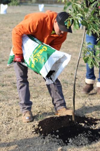 Gretna Arbor Society Tree Planting