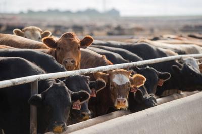 Green Plains Reaches Deal With Cargill To Bring Feedlots Into The