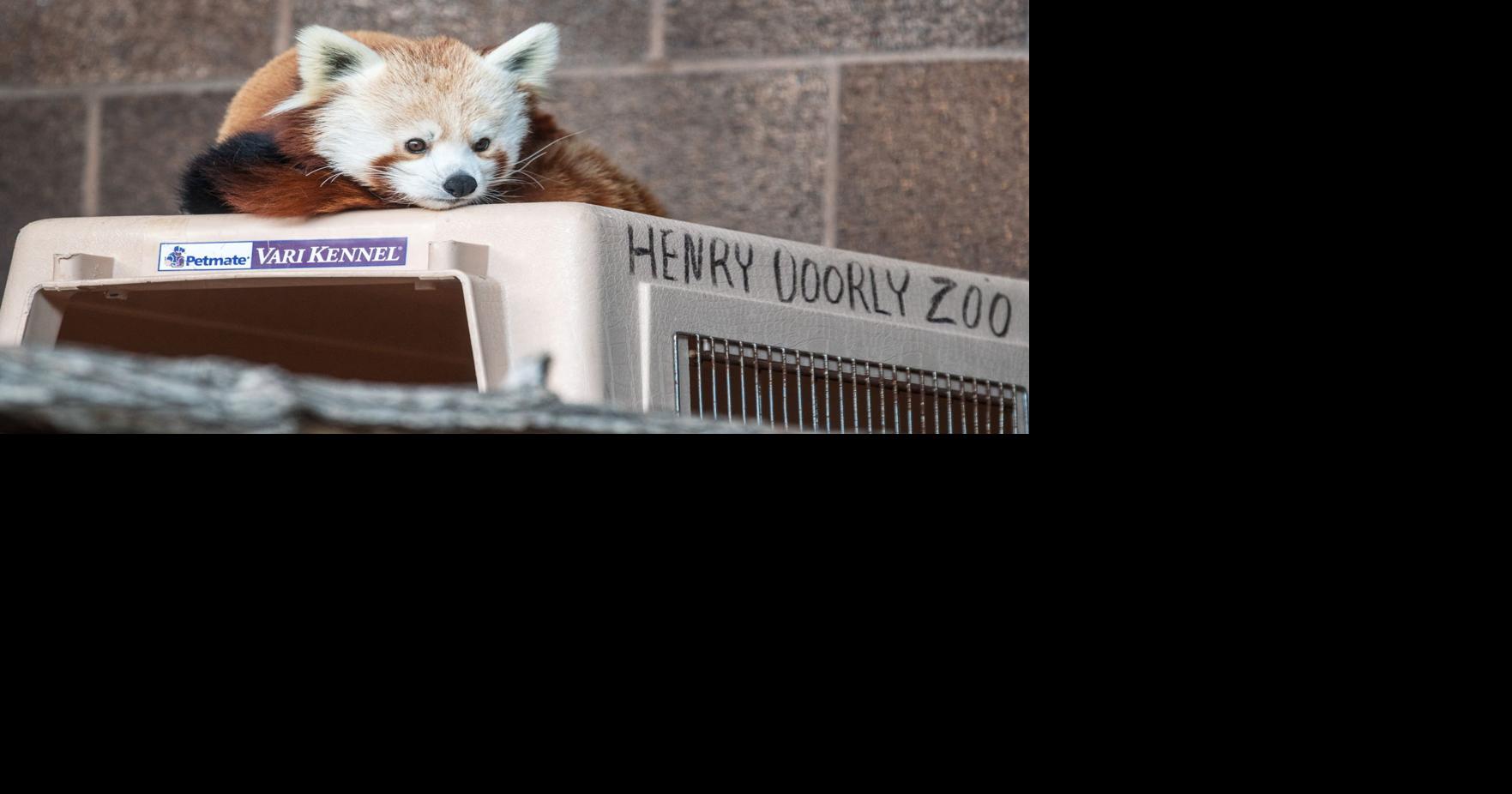 Omaha zoo's first red panda in 20 years dies unexpectedly