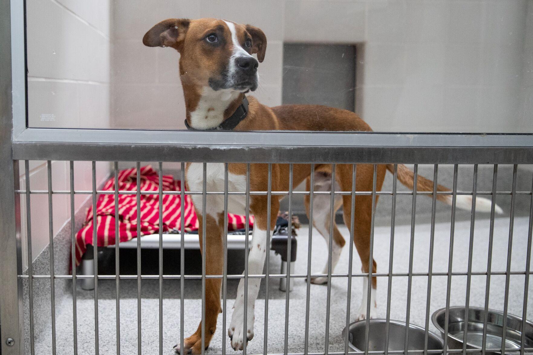 10 neglected dogs rescued and transported to the Nebraska Humane