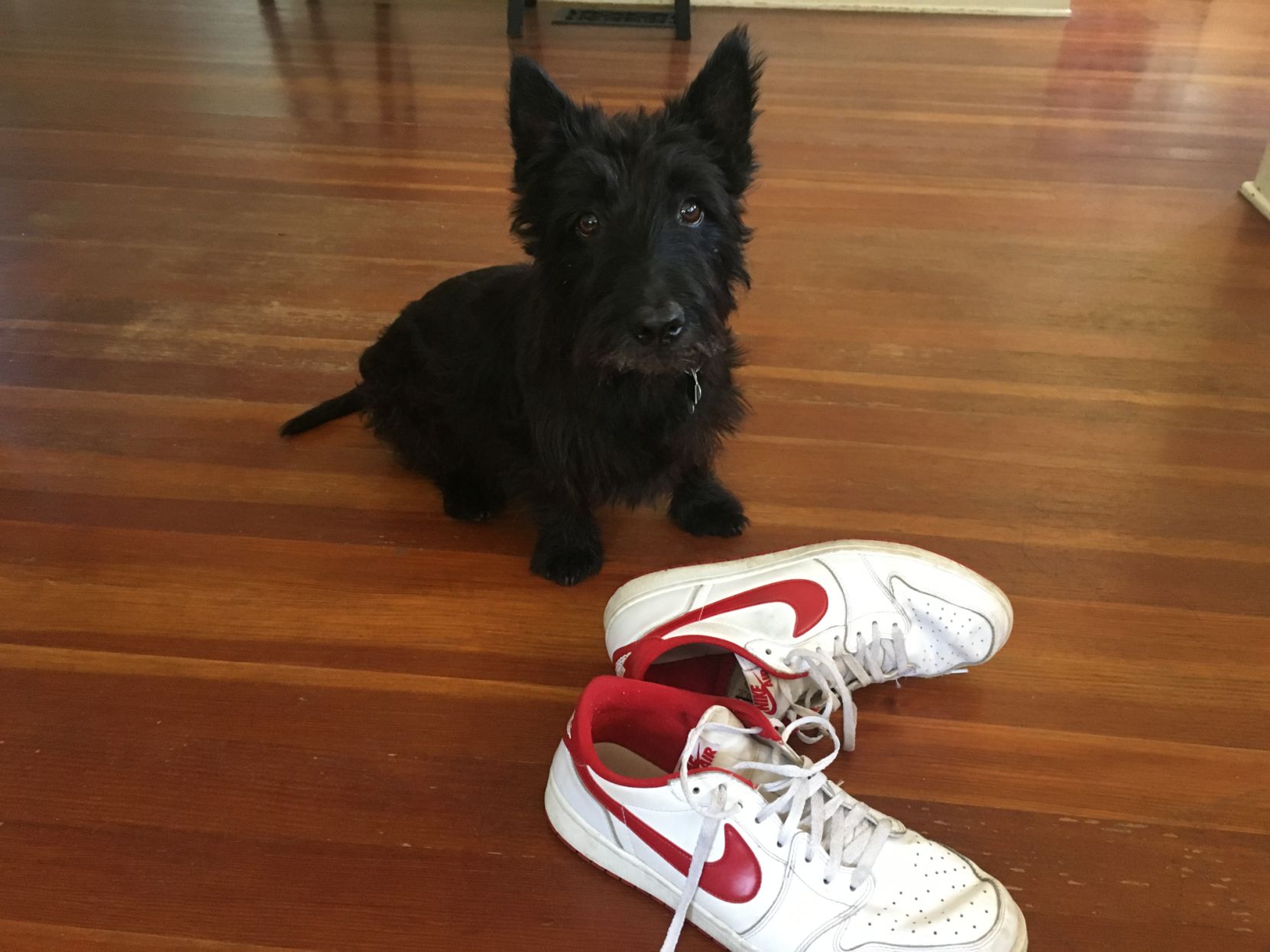 get dog to stop chewing shoes