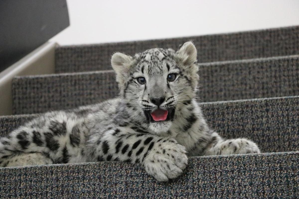 Henry Doorly Zoo staff help to rehab snow leopard cubs from Illinois