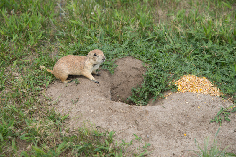 Midlands Voices Laws needed to protect Nebraska's prairie dogs and