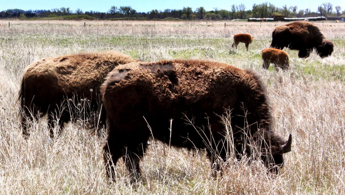 Calving season may push bison herd population near Alda to 78