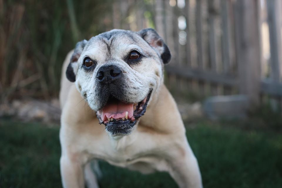 12 year old in dog years