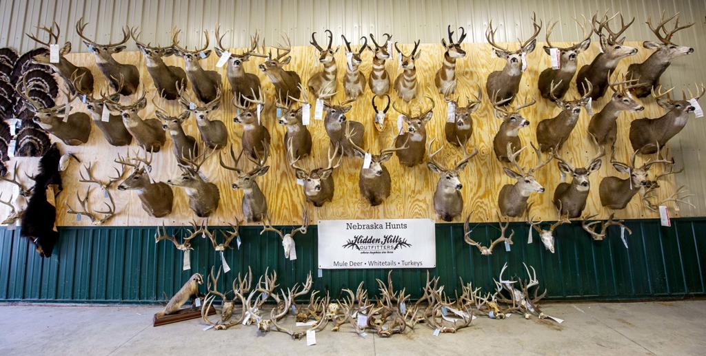 30 Plead Guilty So Far In Largest Poaching Case In Nebraska History Crime And Courts Omaha Com Golden globes red carpet 2021: in nebraska history