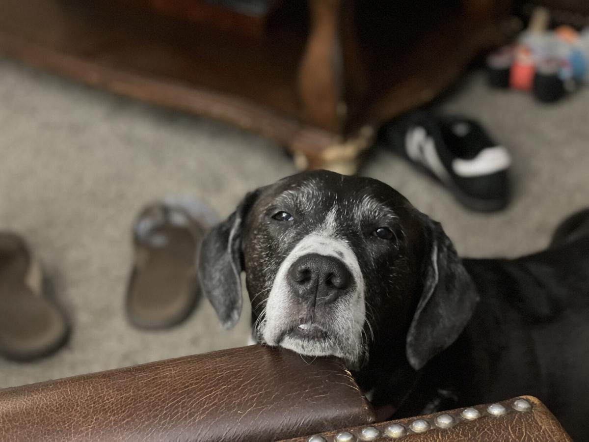 Dog for 10/13/21