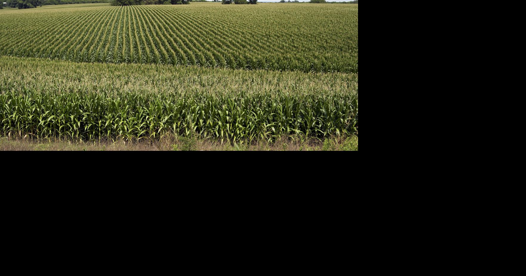 Nebraska ag land values have risen 6 since last year