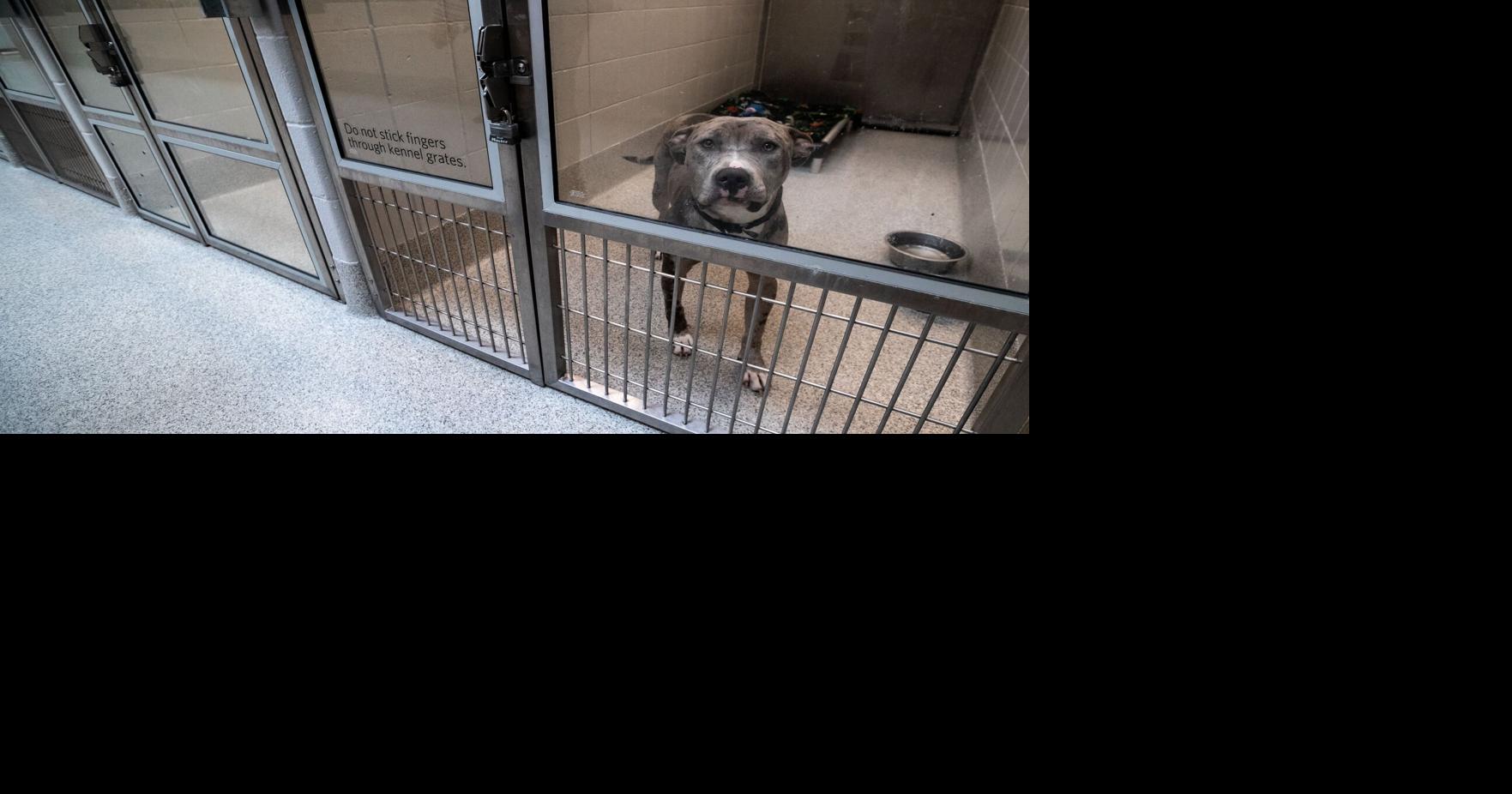 Nebraska Humane Society to close overnight dropoff kennels, announces change in animal