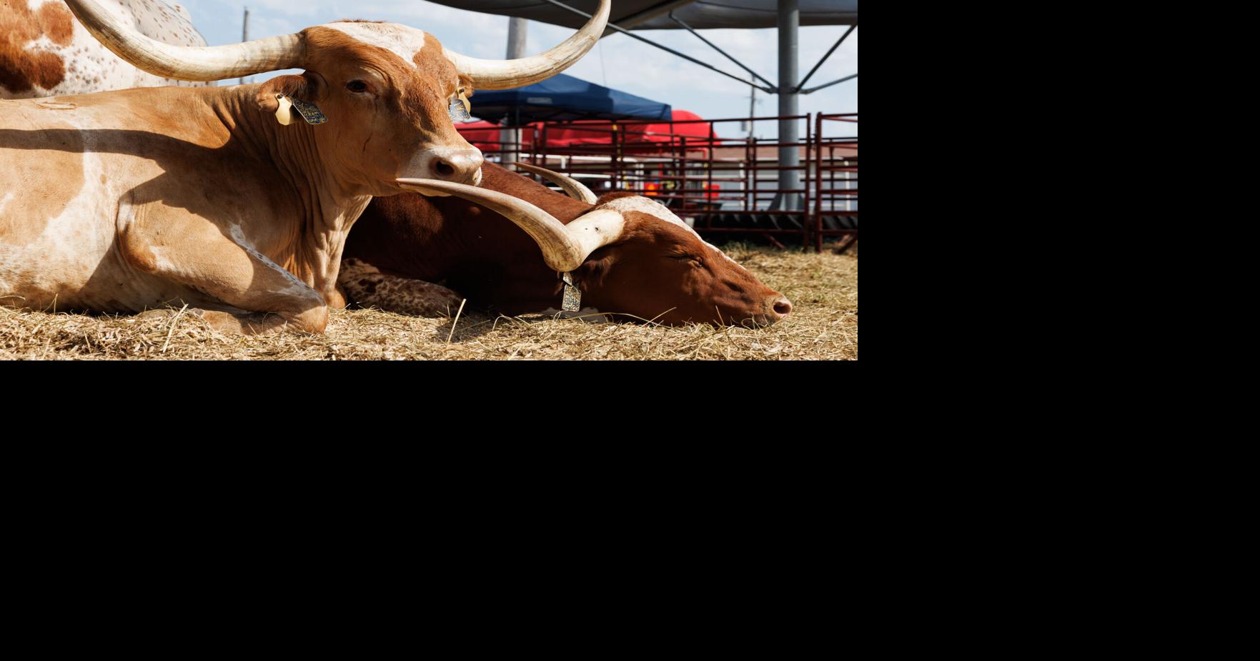 Tariffs, cattle herds and steak on a stick: Beef is king at Nebraska State ...