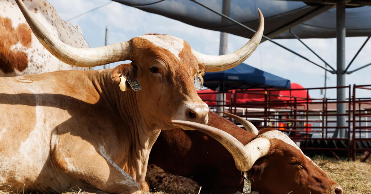 Tariffs, cattle herds and steak on a stick: Beef is king at Nebraska State ...