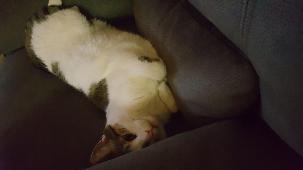 At Omaha Cat Cafe You Could Drink Coffee And Cuddle Felines Who
