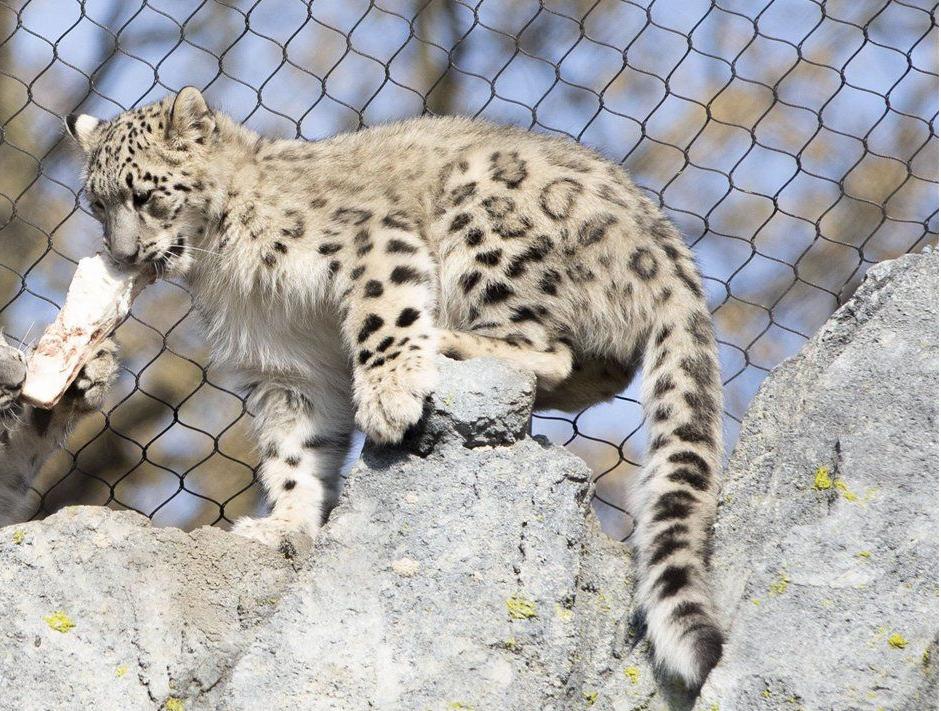 The World Herald Zoo Animal Bracket Winner Valens The Snow