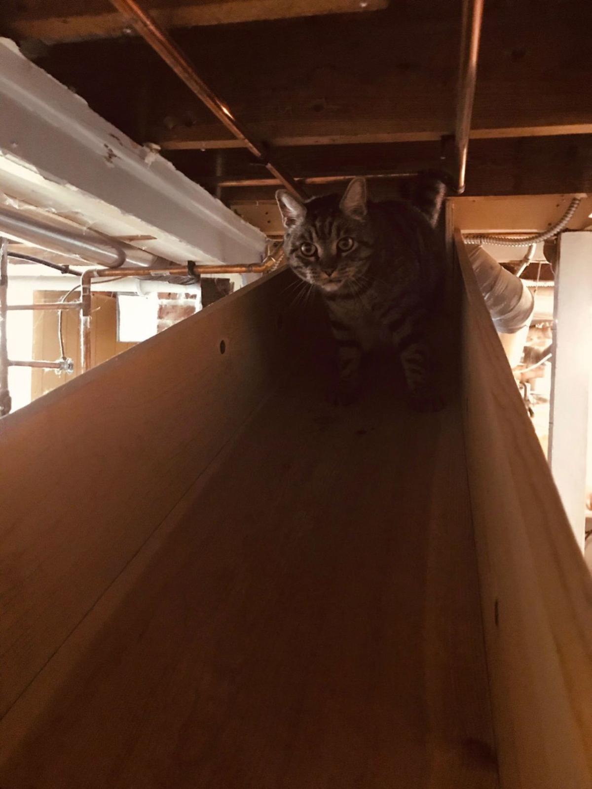 Keeping Dogs And Cats Happy Together Meant Making A Secret Passage