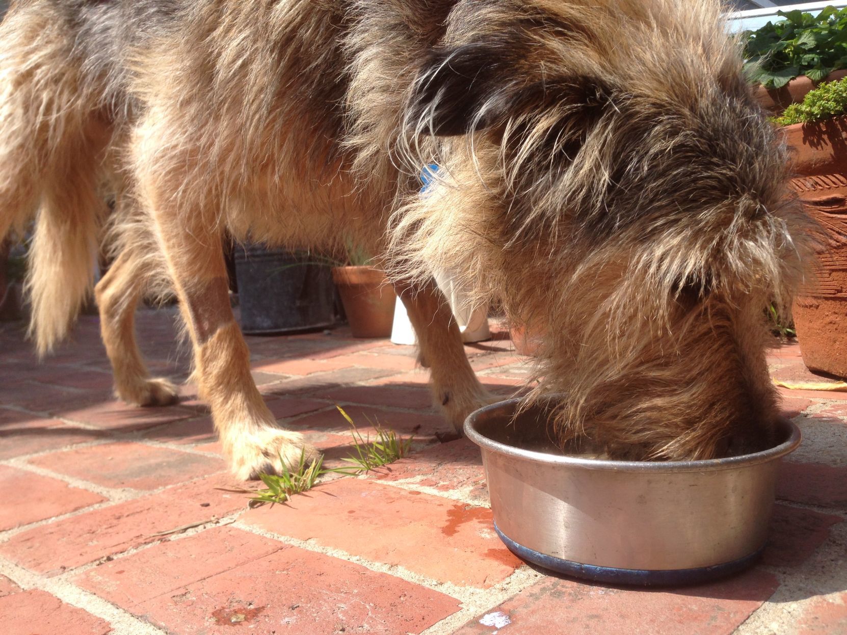 when can a puppy stop eating puppy food