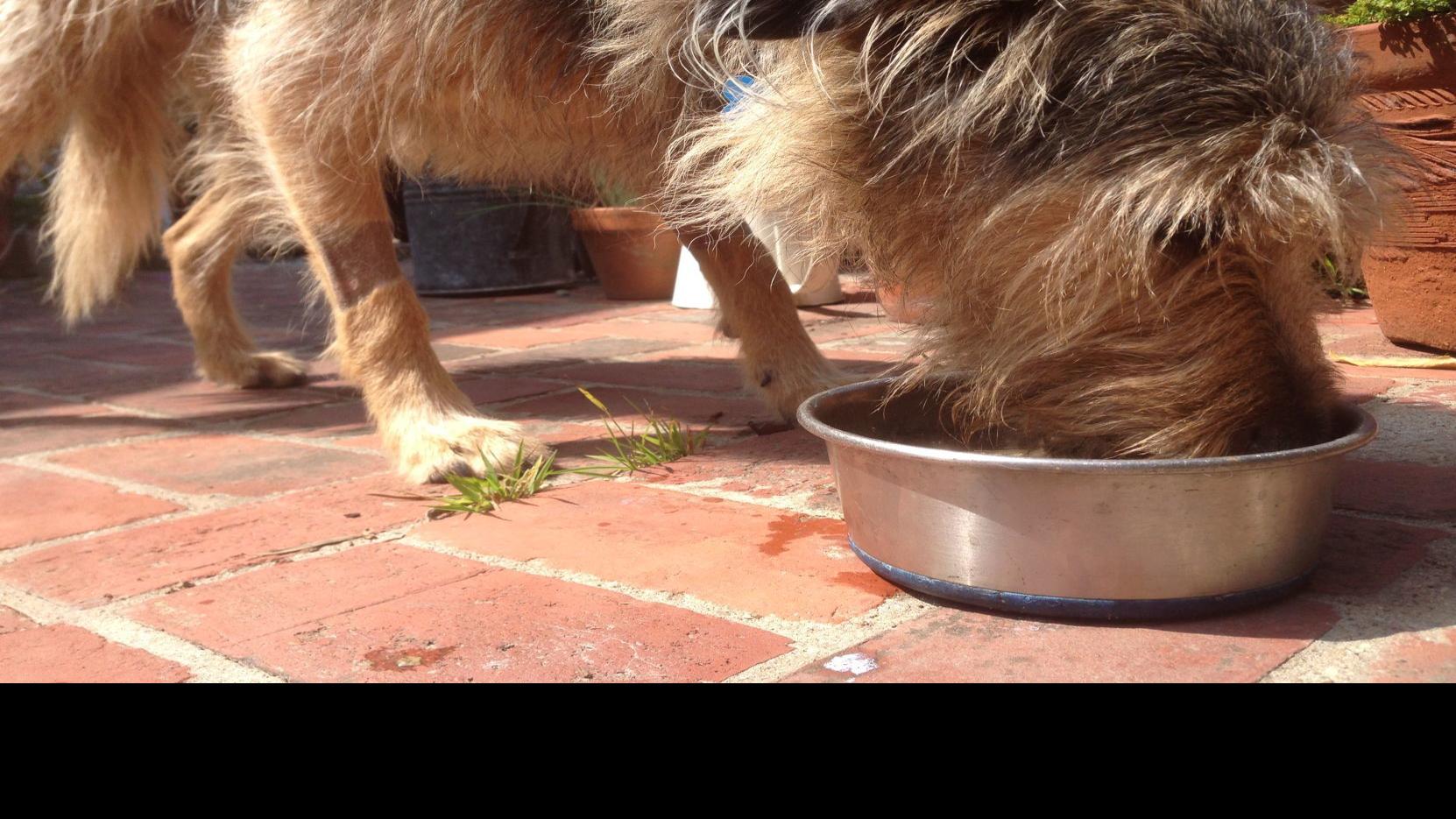 dog gone problems how to stop a puppy from eating food from another dog s bowl blogs omaha com