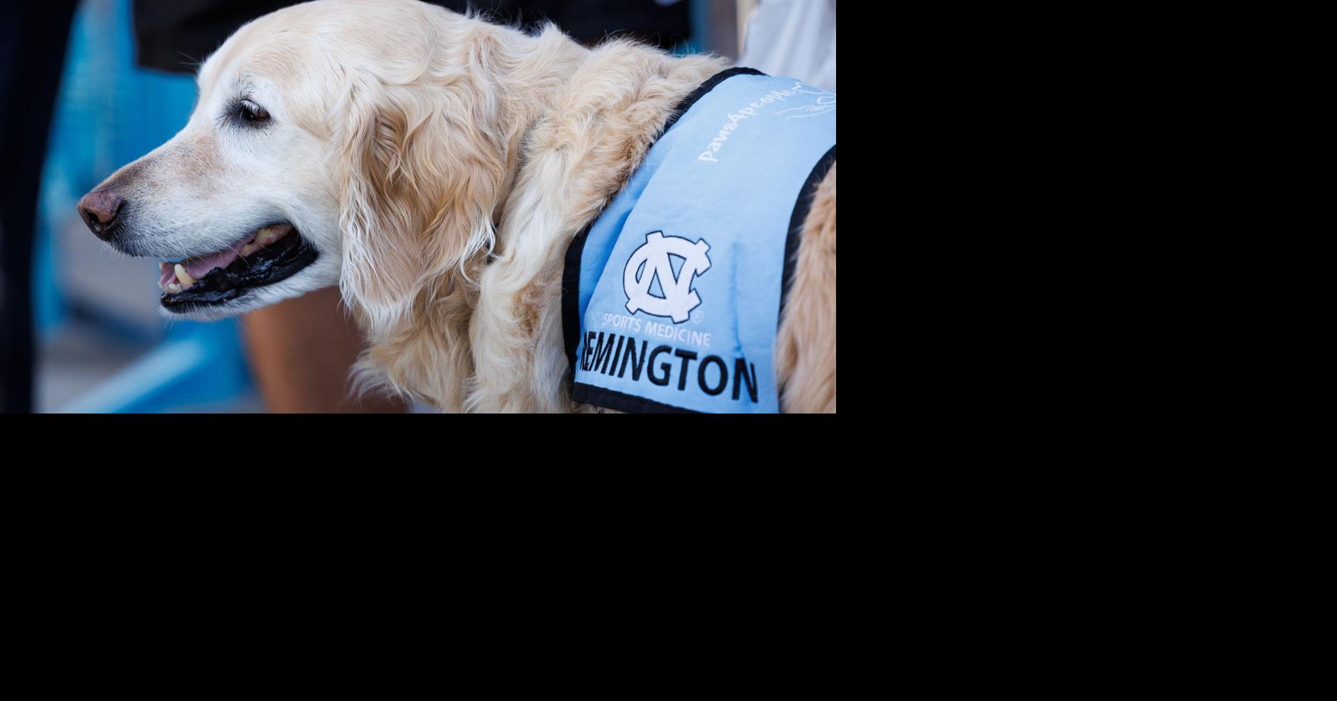 'Part of the team': Meet REMINGTON, the retired service dog keeping UNC calm at CWS