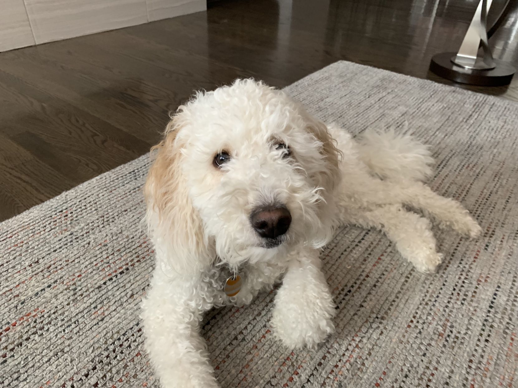 two year old goldendoodle