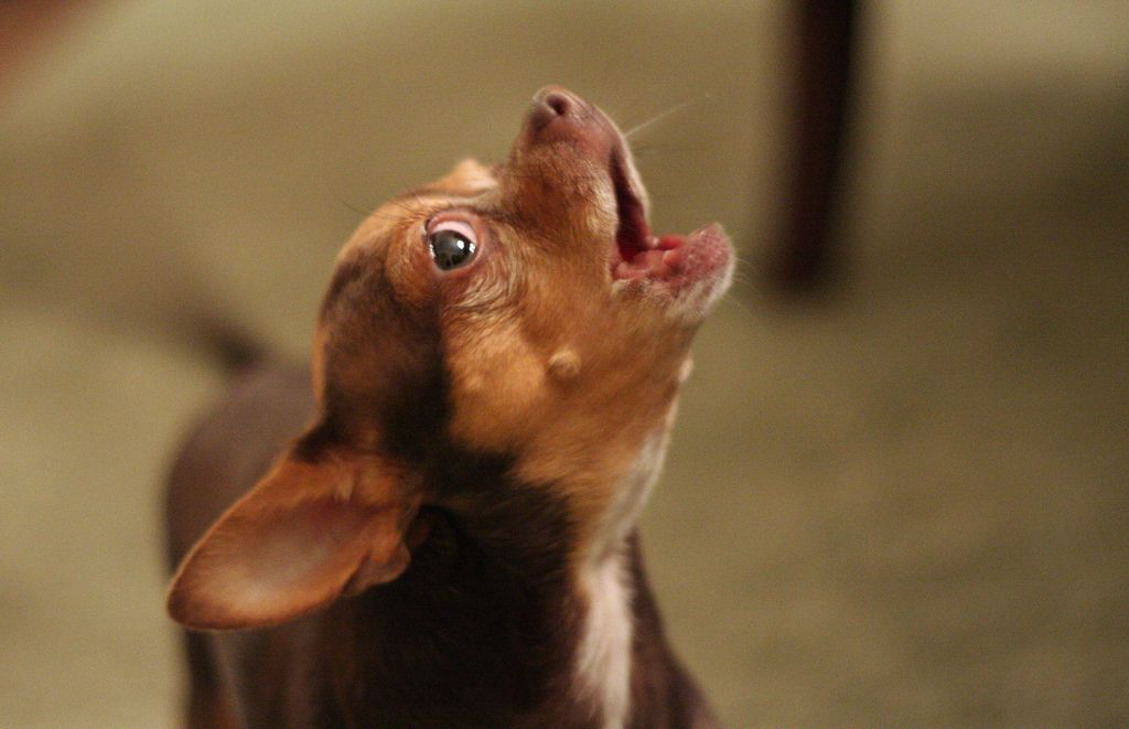 how to stop dog barking at door knocking