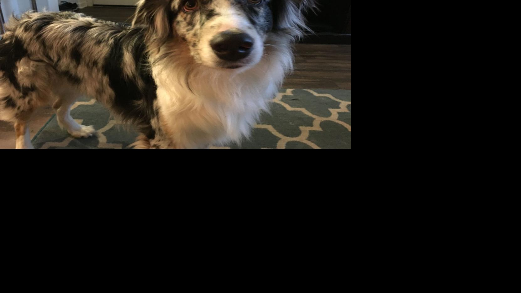 Dog Gone Problems Help My Australian Cattle Dog Nips Momaha Omaha Com