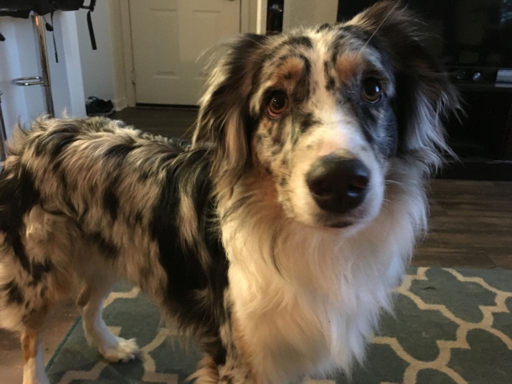 Dog Gone Problems Help My Australian Cattle Dog Nips Momaha Omaha Com