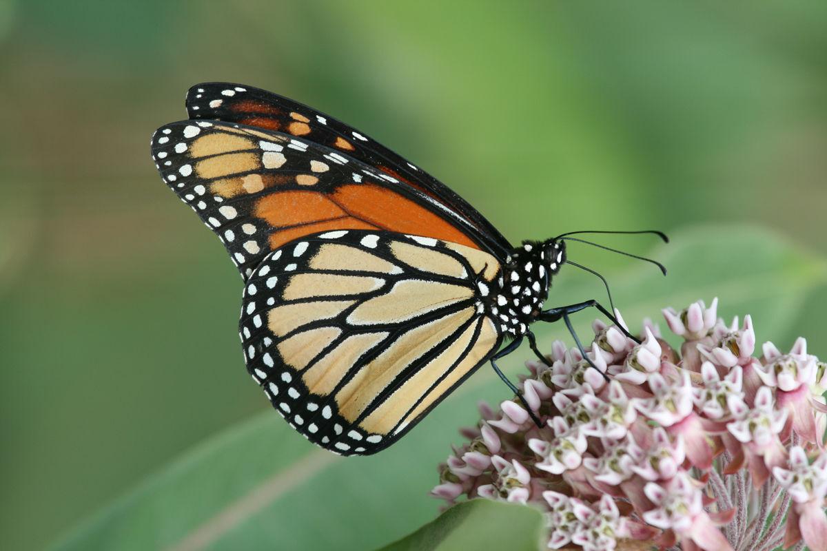 Monarch butterfly on a milkweed plant