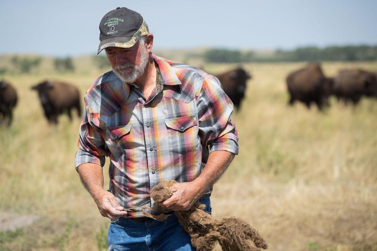 'This is the last frontier' At a 5,000acre organic ranch in Nebraska's Sand Hills, the buffalo