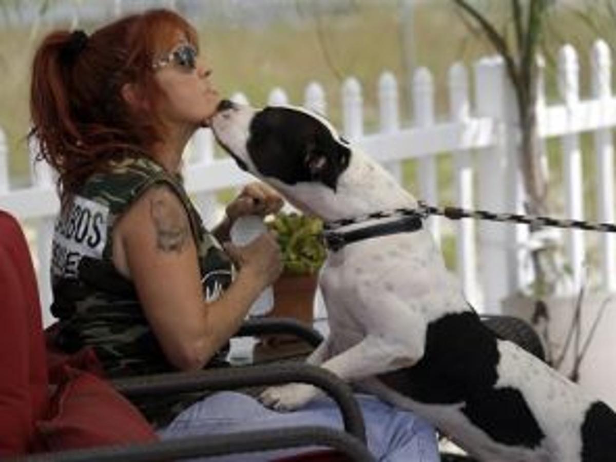 Pit Bulls And Parolees Season Premiere Nov 2 Latest Headlines Omaha Com