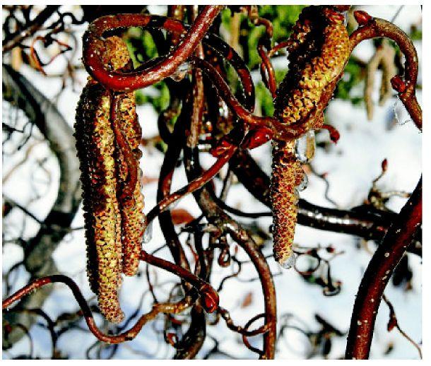 With Showy Winter Plants No Need To Cut Back In Colder Months