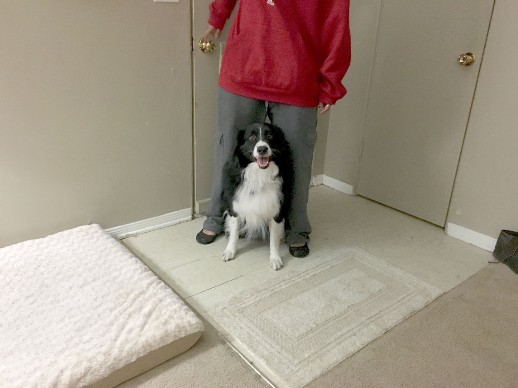 2 year old border collie