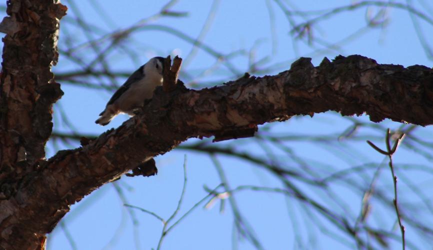 010423-gb-news-bird-count-p07.JPG