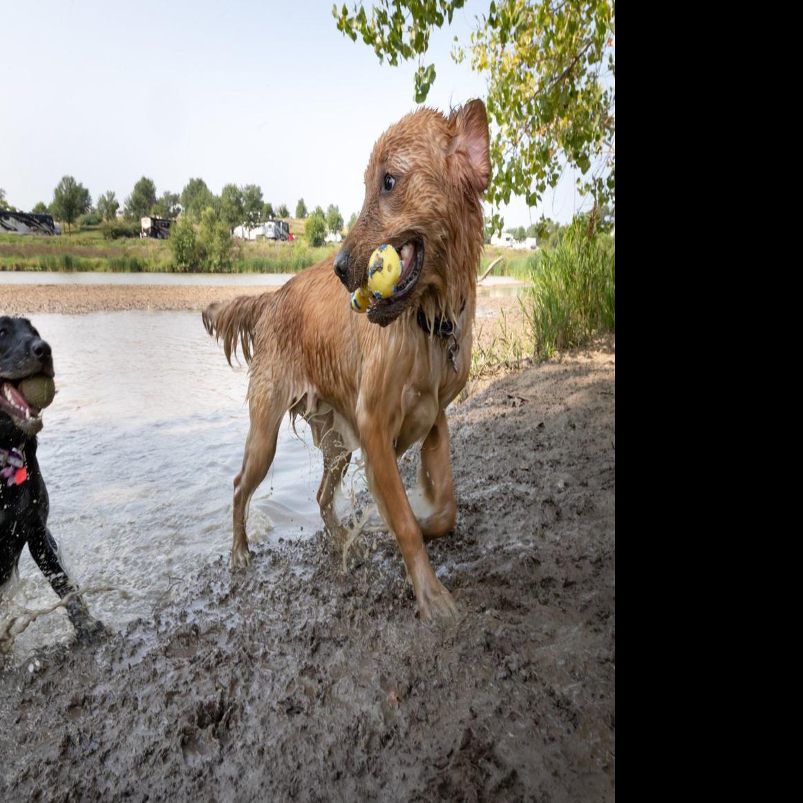 For 80 000 Papillion Will Get Its First True Dog Park One