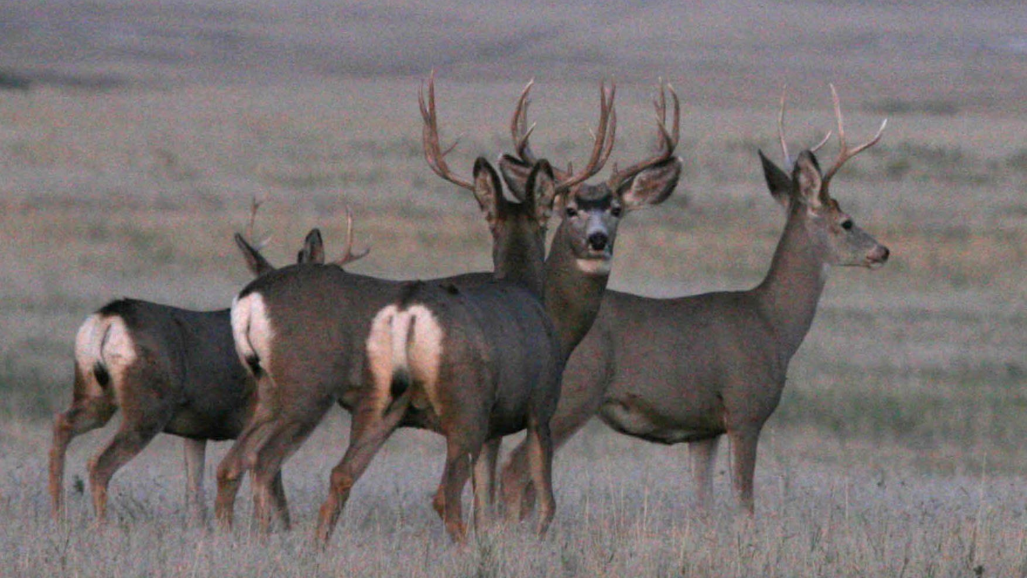 With Nebraska deer season numbers down, changes are likely