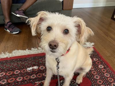 Dog Gone Problems After Staying Home For Months Our Dog Has Separation Anxiety Momaha Com Omaha Com