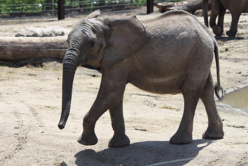 Omaha zoo elephants now have names, and one of them is Warren | Henry