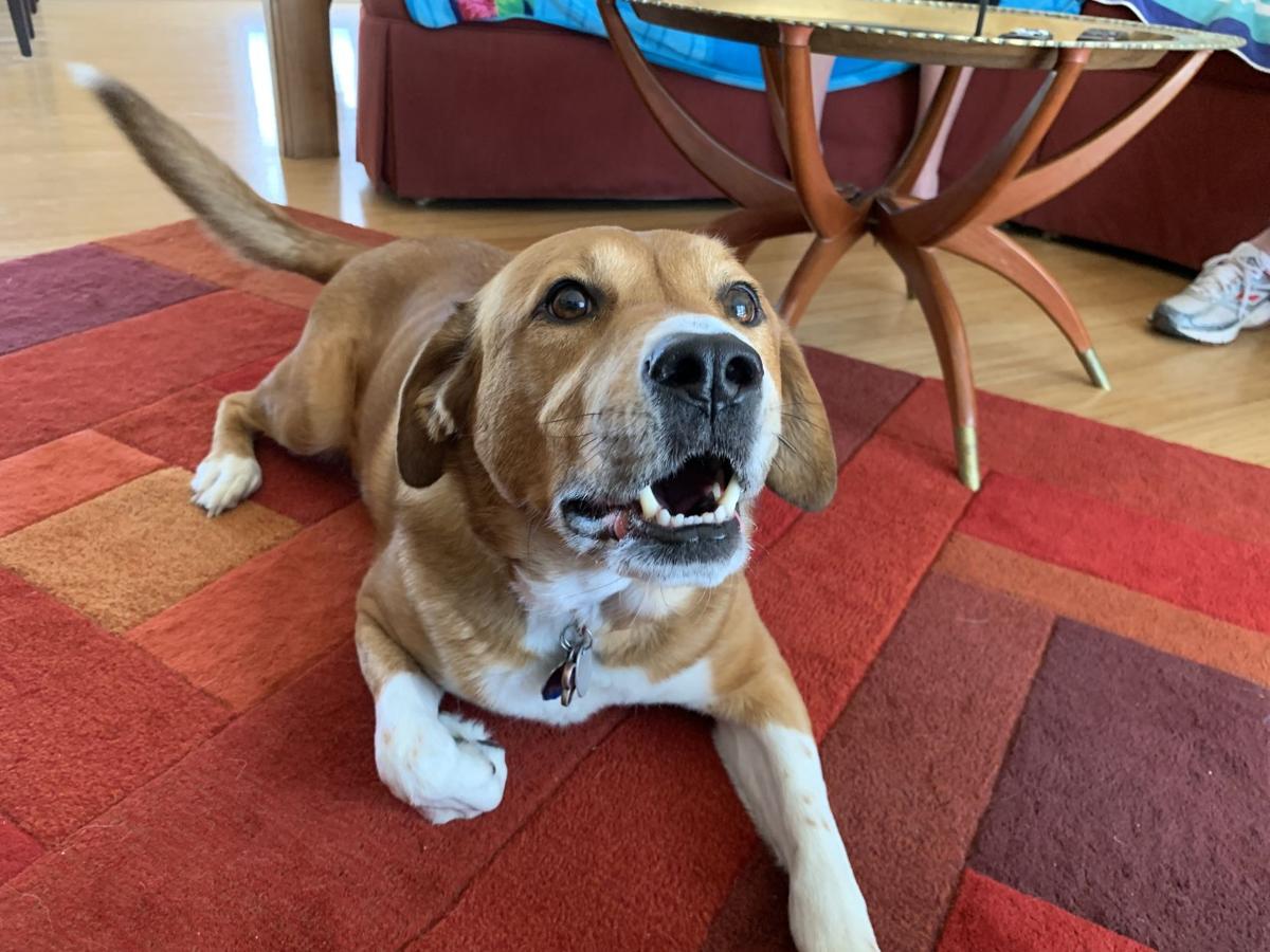 Dog for 9/30/20