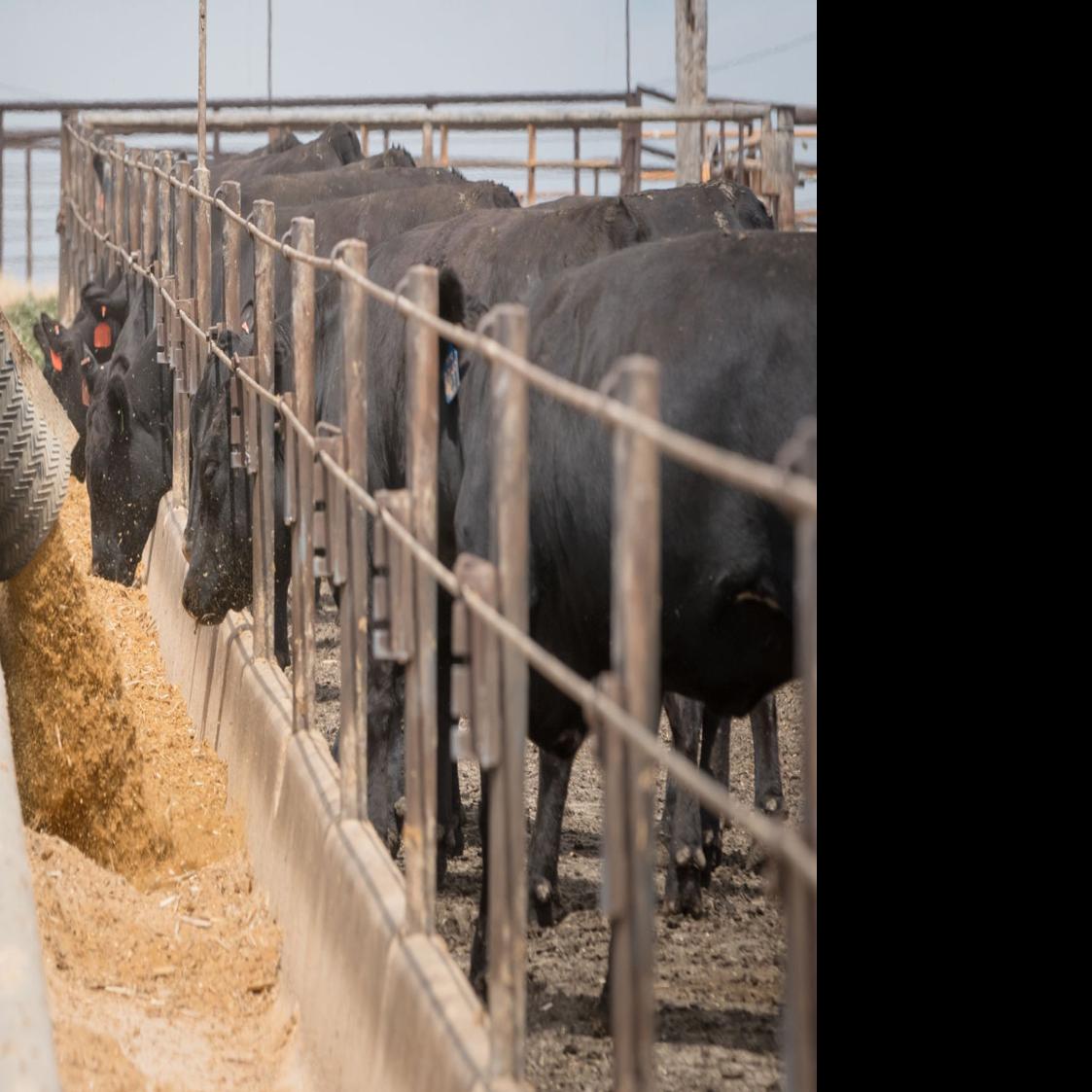 In China Interest In U S Beef Is High But Ranchers And Feeders