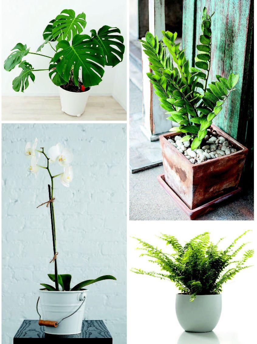 Best Indoor Plants For Fall And Winter Articles Omaha Com