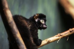 091026-owh-new-lemur-cm-13.JPG